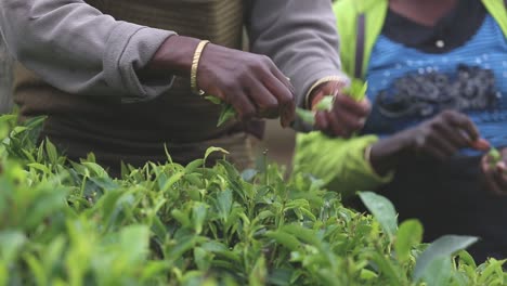 Frau-Pflückt-Teeblätter-Auf-Einer-Plantage-In-Indien
