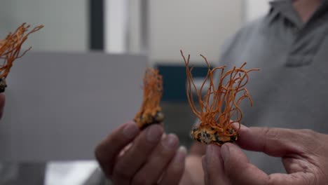 Pilzausstellung-Im-Labor-Einer-Universität-In-China