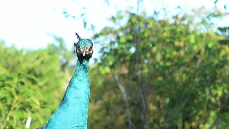 Pavo-Real-Indio-Azul-Primer-Plano-Video-Vida-Silvestre-Animal-Pájaro