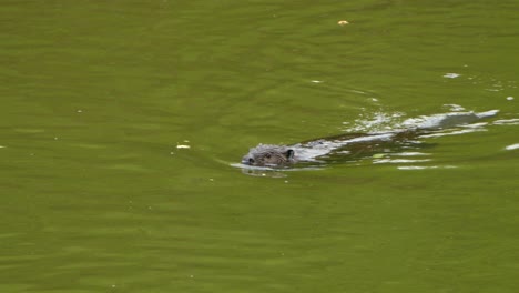 Beaver-raises-its-webbed-feet-out-of-the-water-as-it-swims