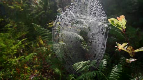 Slow-Motion-Wild-forest-shot-of-spiderweb