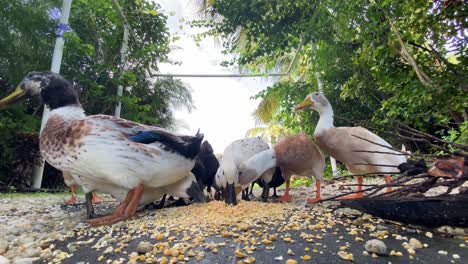 group-of-ducks-eating-corn