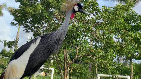 crown-crane-bird-animal-wild-life