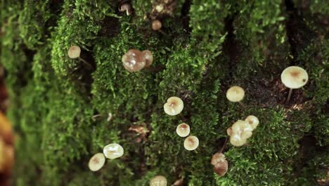 Tiny-Mushrooms-Growing-Out-Of-The-Moss-In-The-Forest-Of-Hoia-In-Cluj-Napoca,-Romania---Closeup-Shot