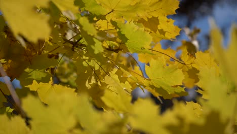 Herbstblätter-Schwingen-An-Einem-Baum-Im-Herbstlichen-Park---Farbenfroher-Herbstpark
