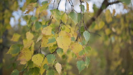 Branches-of-green-and-gold-leaves-waving-in-the-wind-in-slow-motion
