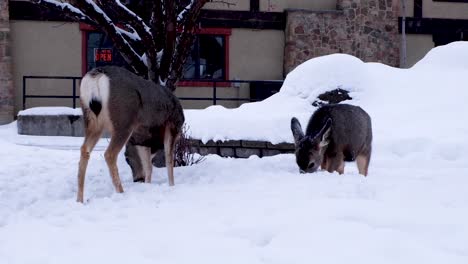 Ciervos-Alimentándose-En-La-Nieve-Profunda-De-Cerca