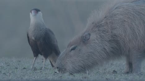 Caracara-near-a-capybara-looking-for-ticks-on-its-body-cooperation