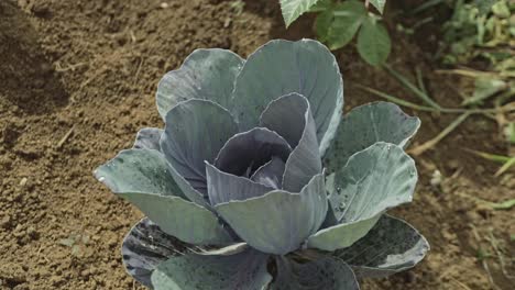 Static-shot-of-a-red-cabbage-plant-ready-to-be-harvested-in-a-vegetable-garden