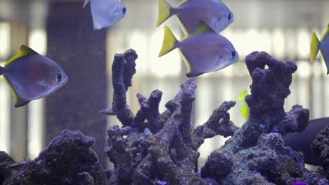 Eine-Gruppe-Von-Fischen-Schwimmt-Im-Aquarium-über-Felsigen-Ornamenten