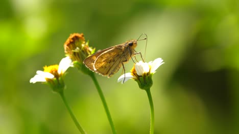 Mariposa-Alimentándose-De-Flor-Blanca-Usando-Probóscide