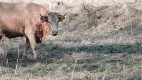 Hungry-Cow-Eats-Grass-In-The-Field,-Stops-For-A-Moment-And-Stares-At-The-Camera-In-Alentejo,-Portalegre,-Portugal---Medium-Shot