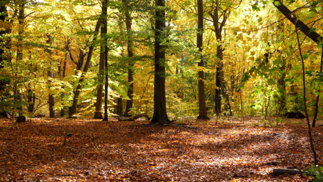 Naturpark-Im-Herbst