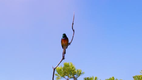 Ein-Sonnenvogel-Auf-Dem-Tafelberg,-Kapstadt,-Südafrika