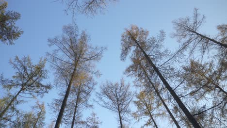 Tall-forest-autumnal-trees-with-no-leaves,-blue-sky-backdrop