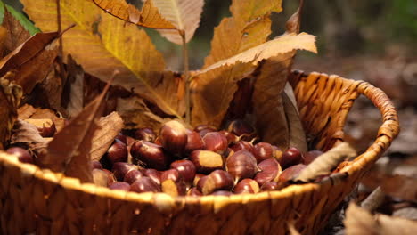 Chestnuts-falling-in-a-wicker-basket
