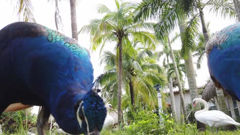 Indisches-Pfauenpaar-Beim-Essen,-Blaue-Vögel