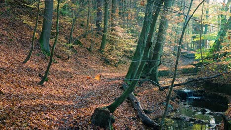 Forest-Path-alongside-little-stream-amidst-the-orange-brown-autumn-woodland-filled-by-bright-warm-sunlight