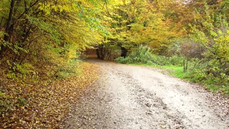 Dirt-Road-Through-Autumn-Leaf-Color-Forest-During-Fall-Season-In-Hoia-Forest,-Cluj-Napoca