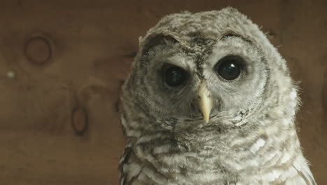 CLOSE-UP-of-a-Hoot-Owl-turning-to-face-the-camera