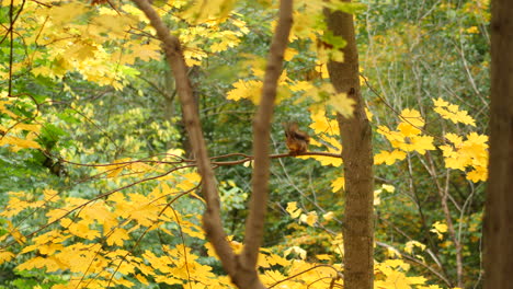 Squirell-Auf-Einem-Baum-Im-Herbst