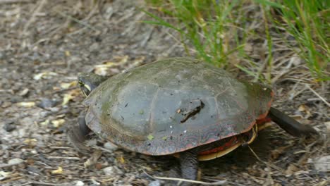 Clip-of-a-big-turtle-walking,-wildlife-video-of-a-tortoise
