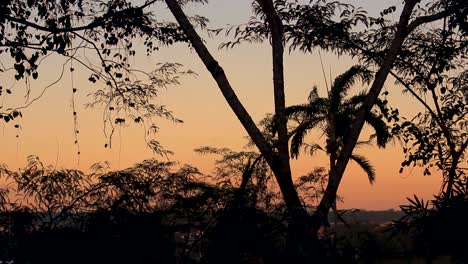 Hermosa-Selva-Amazónica-Al-Atardecer,-Cielo-Anaranjado-Y-Silueta-Oscura-De-árboles
