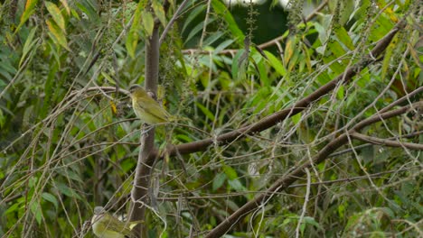 Two-yellow-birds-of-the-same-species-fluttering-around-on-the-same-branches,-looking-around-before-flying-out-of-frame