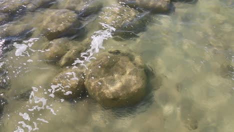 Thrombolites-at-Lake-Clifton,-prehistoric-life-forms-in-shallow-waters