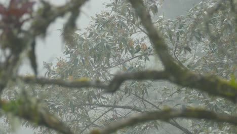 Pajarito-Salta-Sobre-Ramas-De-árboles-Envueltos-En-Niebla