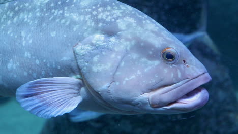 Groupers-are-fish-of-any-of-a-number-of-genera-in-the-subfamily-Epinephelinae-of-the-family-Serranidae,-in-the-order-Perciformes