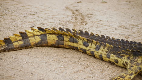 Pan-shot-of-Nile-Crocodile-lying-on-sand-ground,-from-tip-of-tail-to-toothy-grin