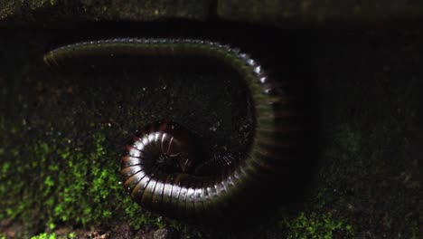 closeup-of-millipede-munching-on-mossy-geen-rock