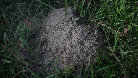 Closeup-of-a-moving-Ant-mound-sitting-in-between-thick-luscious-green-grass-shards,-Ant-colony
