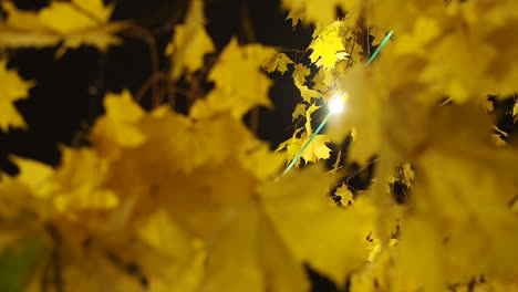 Außenlampen-An-Einem-Kabel-über-Einem-Baum-Mit-Herbstblättern
