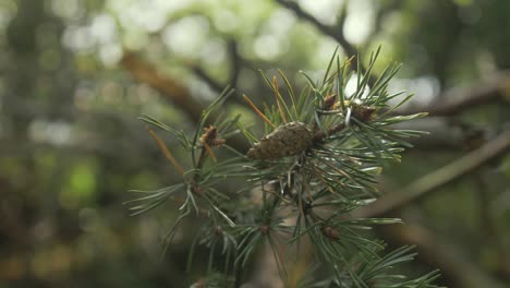 Pine-cone-on-branch-of-fir-tree-by-lake-shore