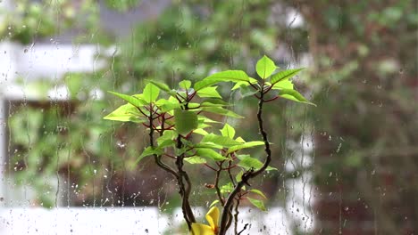 Grüne-Blätter-Einer-Weihnachtssternpflanze-Vor-Dem-Fenster-Bei-Regnerischem-Wetter---Selektiver-Fokus