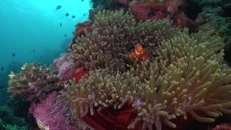 Clown-anemone-fish-in-open-anemone