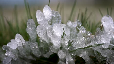 Frozen-blades-of-grass-form-a-beautiful-miniature-ice-castle-on-a-cold-spring-morning