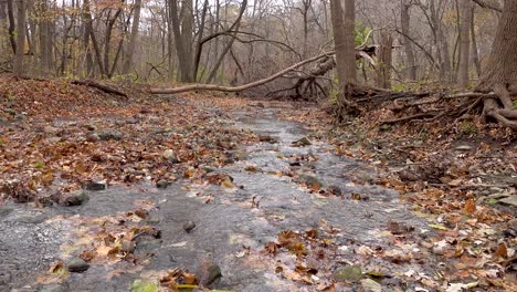 Autumn-Leaves-Blowing-Across-A-Forest-Creek