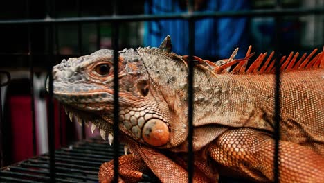 A-red-iguana-in-a-cage-sold-as-exotic-pet-in-Chatuchak-Weekend-Market-in-Bangkok,-Thailand
