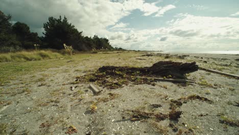 Tilt-up-reveal-shot-of-driftwood-on-a-beach-of-New-Zealand