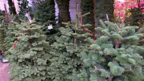 Green-Christmas-pine-trees-for-home-decoration-are-seen-for-sale-in-Hong-Kong