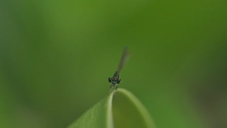 head-on-Green-Damselfly-feeding-taking-off-from-a-leaf-slow-motion-Eastern-forktail-India