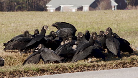 Black-Vultures-on-the-side-of-the-road-fighting-over-a-dead-whitetail-buck,-wide-shot