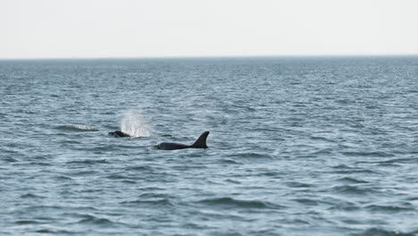 Ein-Delfinpaar-Bricht-Die-Oberfläche-Der-Atlantikwellen-Auf,-Um-Zu-Atmen-–-Zeitlupe