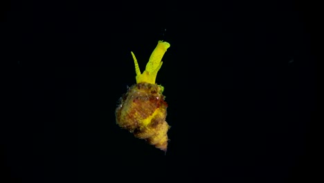 Wentle-trap-snail-hanging-in-open-water-during-a-night-dive