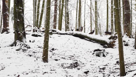 Fallow-deer-herd-standing-and-waiting-on-a-hill-crest-in-winter-forest