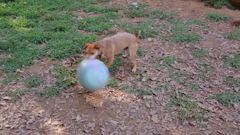 Small-cute-brown-dog-hilariously-play-with-large-rubber-ball