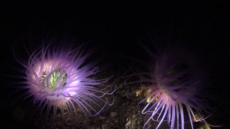 Zwei-Leuchtend-Violette-Seeanemonen,-Die-Während-Des-Nachttauchgangs-Von-Licht-Beleuchtet-Werden